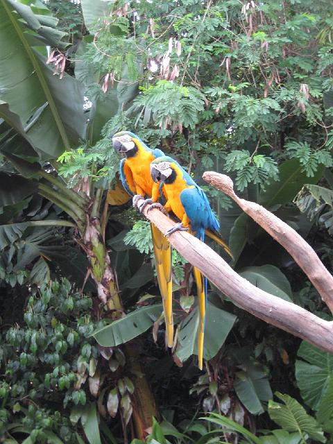 IMG_1472.JPG - Brasilien Parana Foz do IguacuParque das Aves/Vogelpark