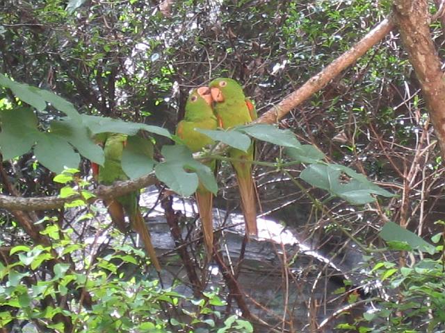 IMG_4331.JPG - BrasilienMinas GeraisLagoa Santa