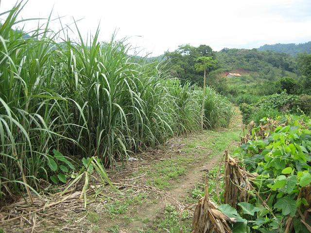 IMG_0903.JPG - Brasilien Santa CatarinaPomerode