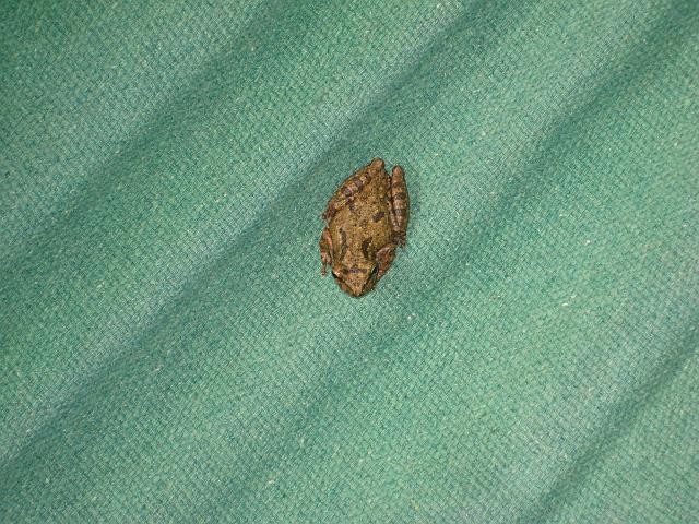 IMG_2918.JPG - Brasilien PernambucoEngenho Cueirinha