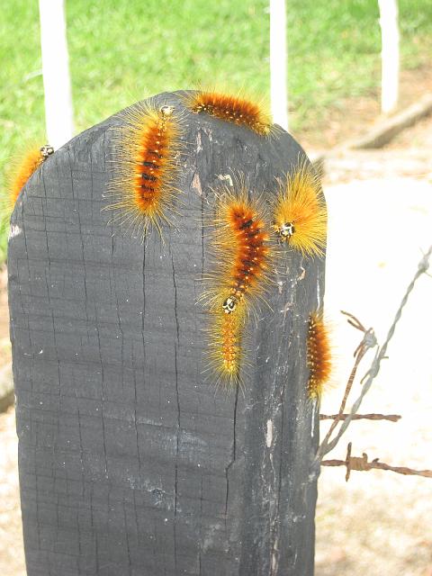 IMG_2919.JPG - Brasilien PernambucoEngenho Cueirinha