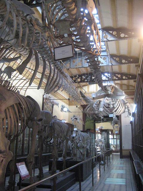 IMG_4326.JPG - Argentinien La PlataMuseo de Ciencias Naturales