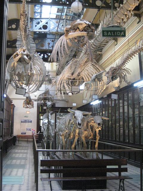 IMG_4327.JPG - Argentinien La PlataMuseo de Ciencias Naturales