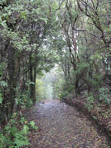 025_rangitoto_weg.jpg