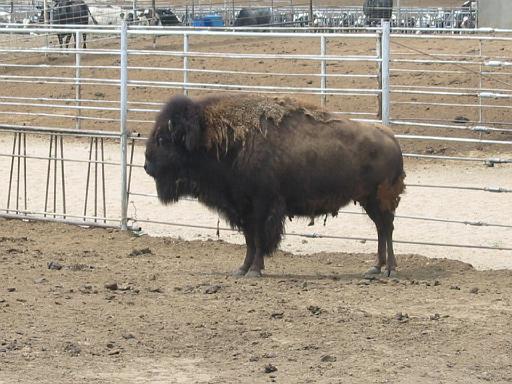 062_Buffel.jpg
