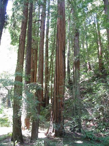 38_Muir_Woods.JPG