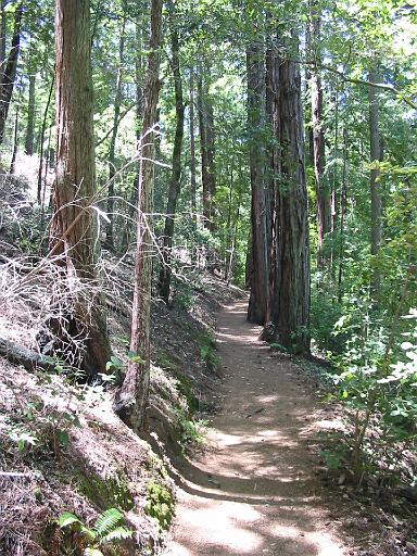 39_Muir_Woods.JPG