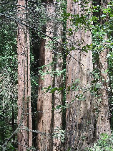 53_Muir_Woods.JPG