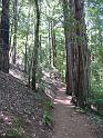 40_Muir_Woods